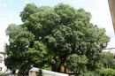 Celtis australis